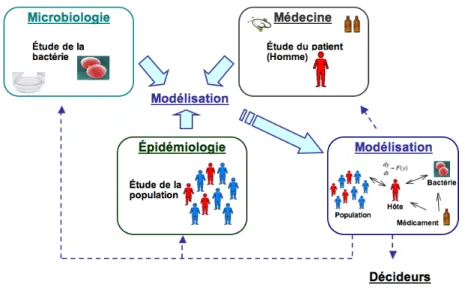 Figure 1. Acteurs de la recherche sur la résistance et place de la modélisation 