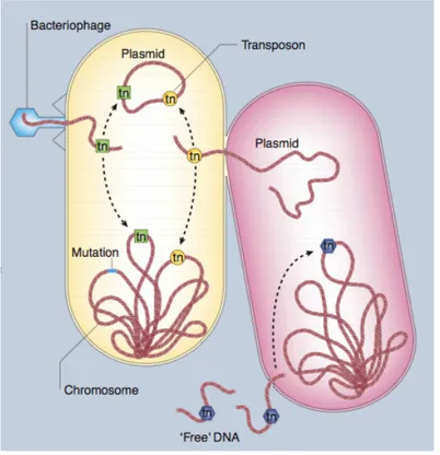 Figure  3.  Résumé  des  différents  mécanismes  d’acquisition  de  la  résistance  au  sein  des  bactéries
