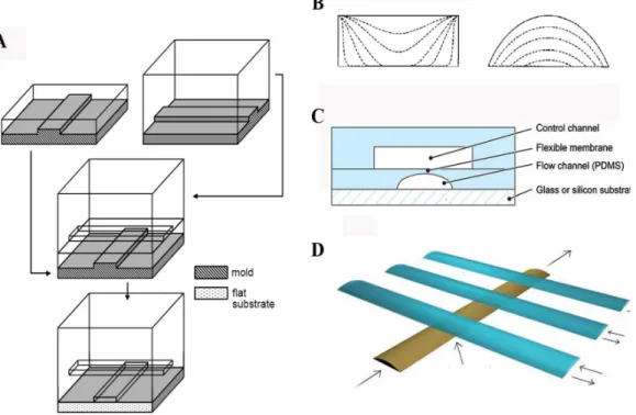 Figure 1.7 – Repr´ esentation sch´ ematique des valves en double couche. (A) Proc´edure de microfabrication d’une valve en double couche