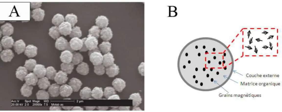 Figure 1.8 – Les billes magn´ etiques. (A) Image de billes magn´etiques Dynal 1 µm.