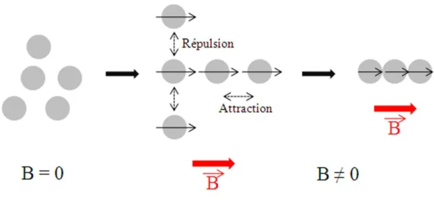 Figure 1.10 – Illustration de la formation de chaˆınes de billes magn´ etiques.