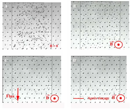 Figure 2.9 – Formation des colonnes magn´ etiques sur des d´ epˆ ots de ferrofluide.