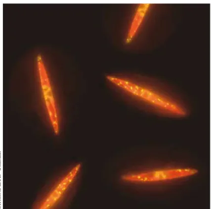 Fig. 2 : Sur ce cliché  réalisé au Laboratoire de  physiologie et  biotechno-logie des algues (Ifremer,  Nantes), des micro-algues  (diatomées  Pseudonitzs-chia calliantha) observées  au microscope