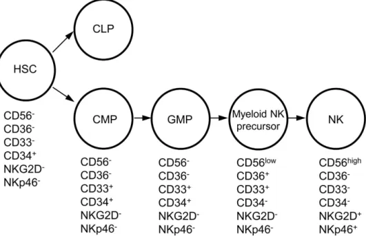 Figure 7.  Pathway of NK cell differentiation from myeloid progenitors. Phenotypes of HSCs, CMPs,  GMPs, myeloid NK precursors and NK cells are shown.