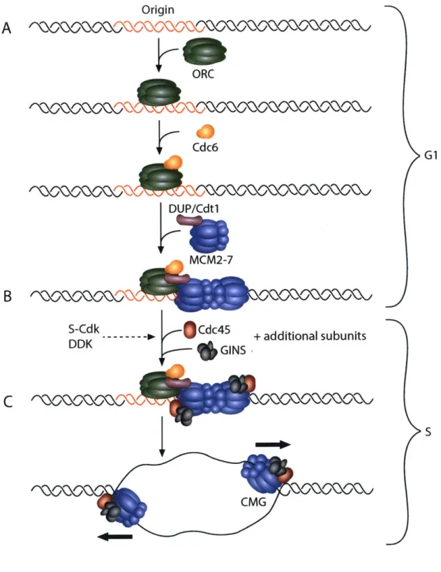 Figure  1-1 Origin A ORC Cdc6  G1 DUP/Cdt1 MCM2-7 B S-Cdk  --  Cdc45  + additional subunits DDK  GINS S CMG