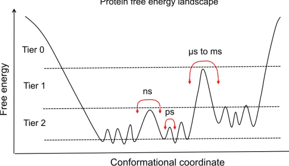 Figure 1.2: Time-scale of protein motion in protein free energy landscape.