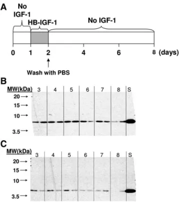 FIG. 5. 14 C-IGF-1 and 14 C-HB-IGF-1 release from acel- acel-lular peptide scaffold. Peptide with 615 nM labeled growth factor was cultured in a 500 mL bath of PBS