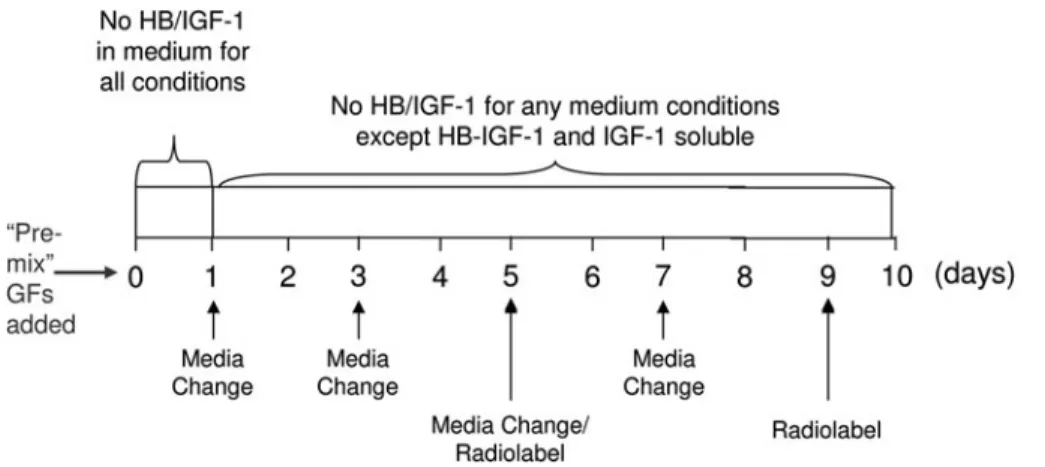 FIG. 7. Extracellular matrix content and biosynthesis by bovine chondrocytes encapsulated within peptide hydrogels