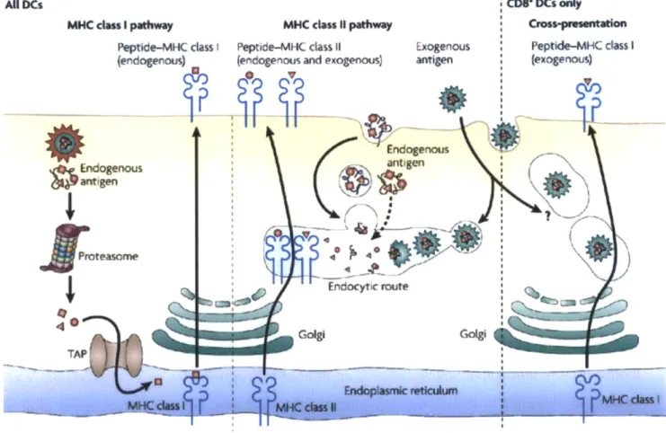 Figure  1.  MHC  Class  I and MHC  Class  II Pathways.  Antigens  can  enter  cells  in  a  variety  of