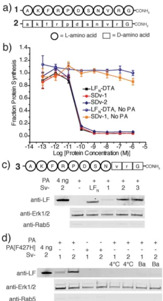 Fig. 1 Delivery of D -cargo sortagged onto LF N and LF N -DTA. (a) Translocation of D -cargo conjugated to LF N is mediated by protective antigen (PA) from anthrax toxin