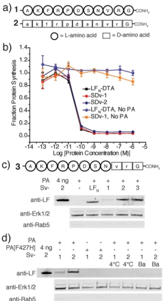 Fig. 1 Delivery of D -cargo sortagged onto LF N and LF N -DTA. (a) Translocation of D -cargo conjugated to LF N is mediated by protective antigen (PA) from anthrax toxin