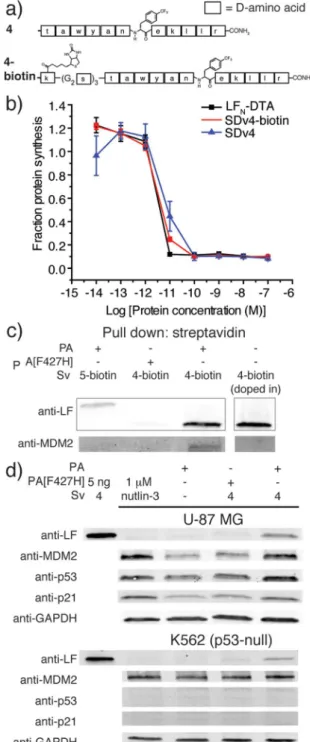 Fig. 3 Translocation of a D -binder to MDM2. (a) Structure of a