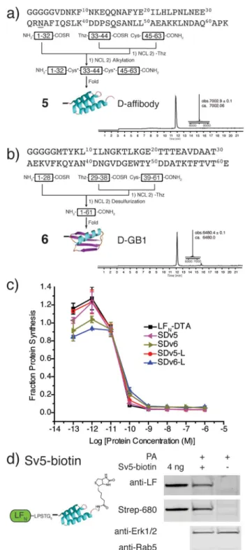 Fig. 4 Synthesis and translocation of mirror image proteins. (a) Synthetic scheme for D -a ﬃ body (5) and LC-MS analysis of D -a ﬃ  -body (TIC with deconvoluted mass inset)