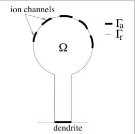 Figure 1.1: Dendritic spine. We denote Ω the interior of the spine, Γ its surface, Γ a the absorbing boundary and Γ r the reflecting boundary.