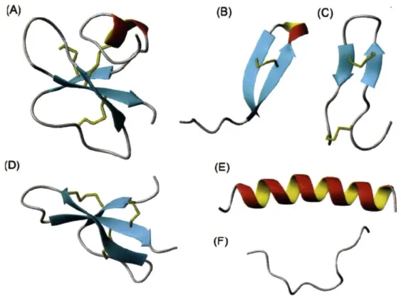 Figure 2-1: Structural classes ofAmPs. (A) Mixed structure of human f-defensin-2; (B) looped thanatin (C) #-sheeted polyphemusin; (D)  rabbit kidney defensin-1; (E) a-helical magainin-2; (F) extended indolicidin