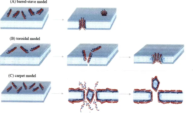 Figure 2-2: Proposed models of AmPs induced killing. (A) In the barrel-stave model, the AmPs insert perpendicularly  into the membrane bilayer