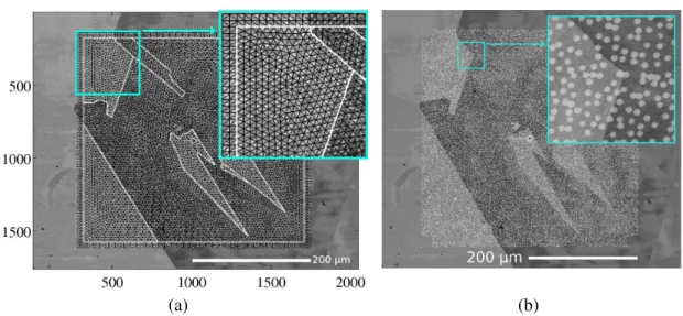 Fig. 1 – Maillage non-structuré utilisé pour la CIN et adapté à la microstructure mise en évidence (a), et image du mouchetis d’or déposé sur l’éprouvette de traction in-situ (b)