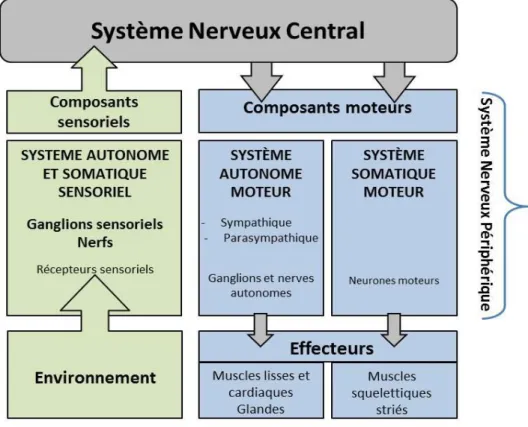 Figure  1 :  Diagramme  des  composantes  du  système  nerveux  et  de  leurs  relations  fonctionnelles (Purves, 2005) 