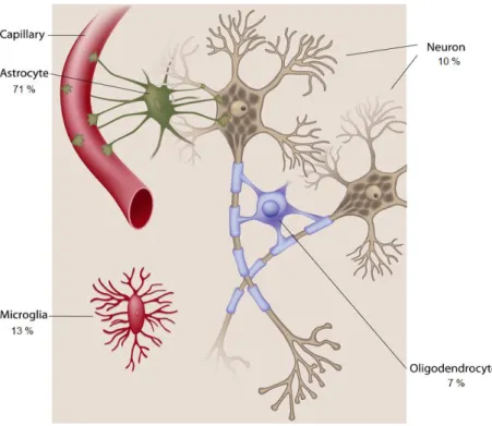 Figure 2 : Les cellules neurales (Biosciences, n.d.; Verkhratsky and Butt, 2007) Les neurones 