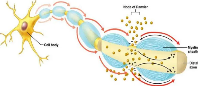 Figure  6 :  Représentation  schématique  de  la  conduction  saltatoire  présente  chez  les  axones myélinisés