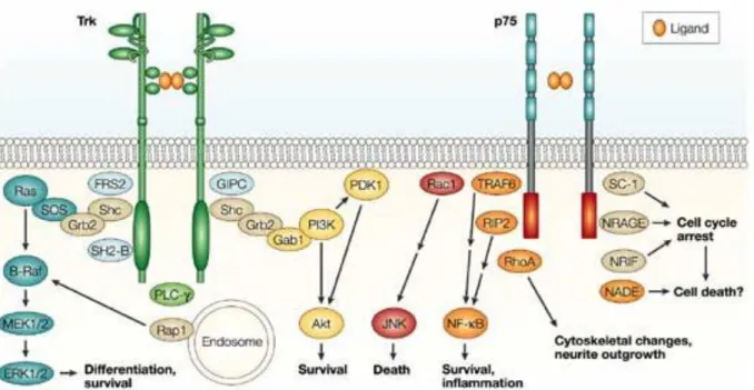 Figure  10 :  Schéma  de  la  voie  de  signalisation  des  neurotrophines  suite  à  l’activation  de  leurs récepteurs (Chao, 2003)  