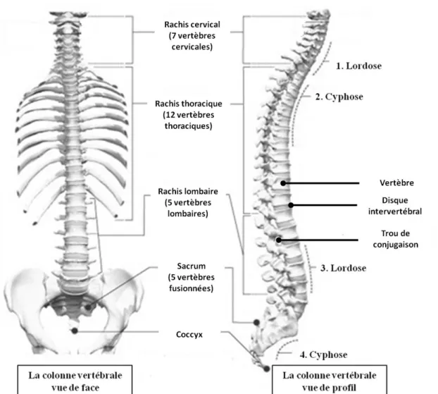 Figure 1. Structure osseuse de la colonne vertébrale (http://www.lecorpshumain.fr/anatomie/la-colonne- (http://www.lecorpshumain.fr/anatomie/la-colonne-vertebrale/la-colonne-vertebrale-laxe-de-la-station-debout.html#axzz31Ih4zHzz) (Modifiée) 