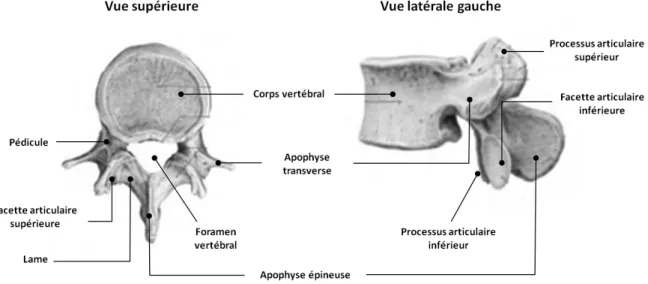 Figure 2. Structure d'une vertèbre lombaire (http://www.uvaspine.com/vertebral-structures.php) 