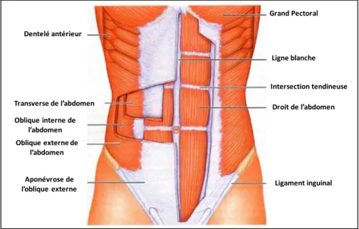 Figure 5. Muscles de l'abdomen (http://health.india.com/fitness/the-massive-muscle-anatomy-and-body- (http://health.india.com/fitness/the-massive-muscle-anatomy-and-body-building-guide-you-always-wanted/)  Ligament  intertransversaire Ligament inter-épineu