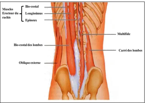 Figure  6.  Muscles  érecteurs  du  rachis  (http://www.dafalgan.be/fr/les-types-de-douleurs/maux-de-dos- (http://www.dafalgan.be/fr/les-types-de-douleurs/maux-de-dos-lombalgies/) 