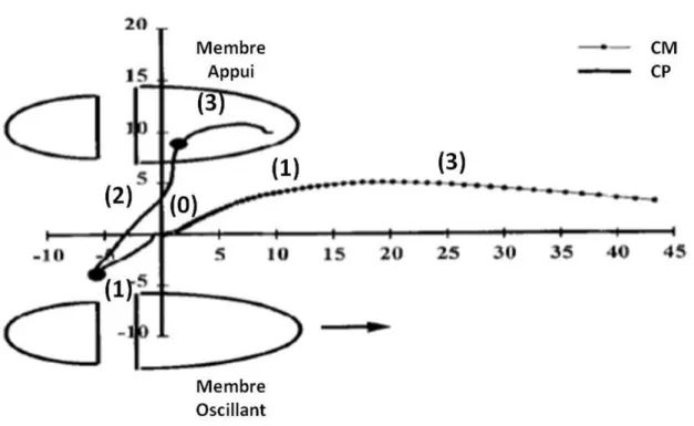 Figure  13.  Les  trajectoires  du  centre  de  masse  (CM)  et  du  centre  de  pression  (CP)  lors  de  l'initiation  de  la  marche  (Winter,  1995  (modifié))