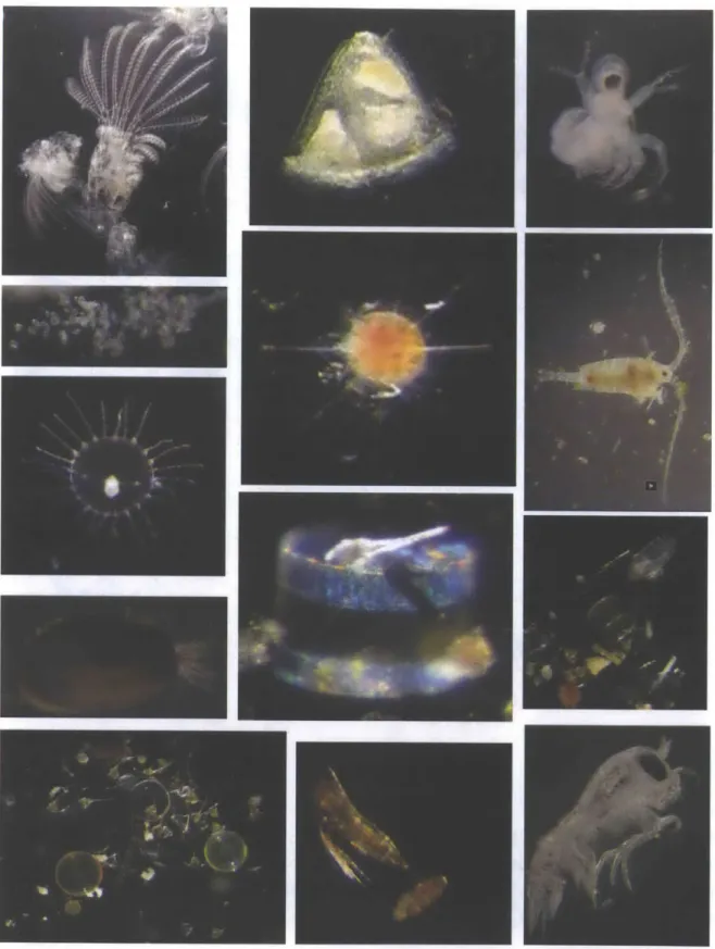 Figure 4.  Sample  of images  available  in Nahant  Collection  microscopy photo gallery