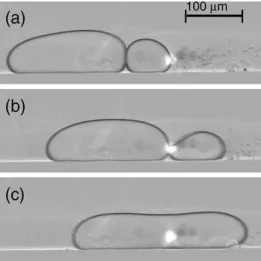 Fig. 1.3: Coalescence par chauﬀe ponctuelle de l’interface `a l’aide d’un laser.