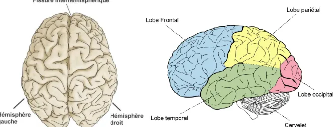Figure  1-2 : Représentation externe du cerveau humain. A gauche les deux hémisphères à droit les différents  lobes [7] 