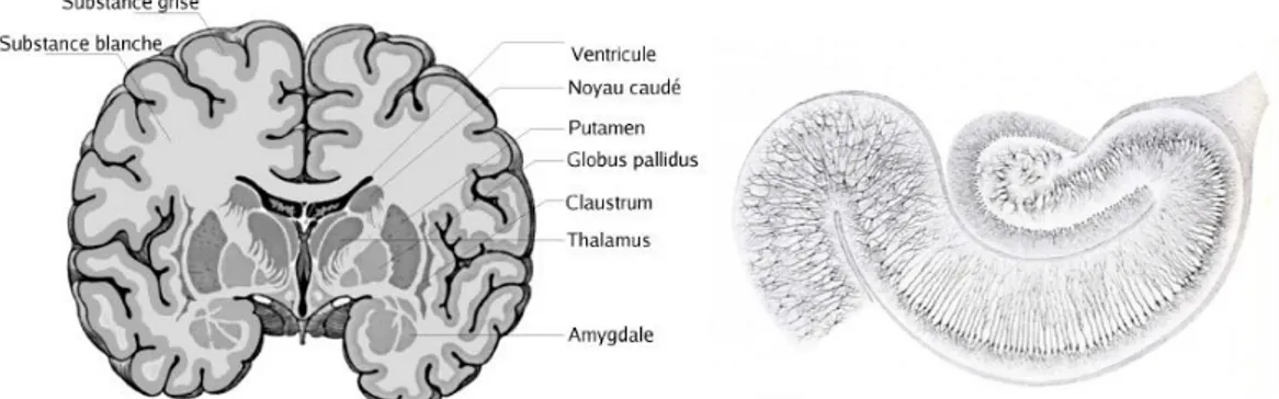 Figure  1-4 : A gauche, coupe transversale du cerveau et aperçu des noyaux gris du cerveau