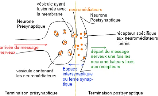 Figure  1-12 : Fonctionnement de la synapse et mécanisme à l’origine du potentiel post-synaptique [14] 