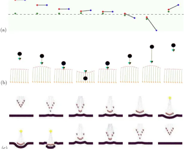 Fig. 1.13 – Représentations graphiques d’une poutre afm durant un cycle ar, dévelop- dévelop-pées par Marlière [2006]