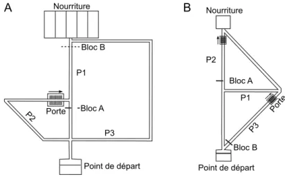 Figure 2: Tˆaches de navigation spatiale utilis´ees pour tester la capacit´e `a l’inf´erence de d´etour (labyrinthe de Tolman &amp; Honzik, A) et de raccourcis (B).