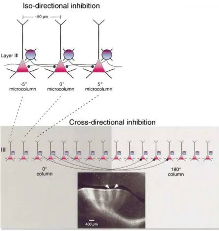 Figure 2.8: Iso- and cross-directional inhibition in the PFC, from (Rao et al., 1999)