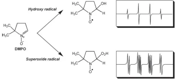 Figure 4-8 Structure moléculaire du DMPO et spectre RPE des adduits formés avec le radical hydroxyle et l'anion superoxyde  (tiré de Dojindo Molecular Technologies, Inc.)