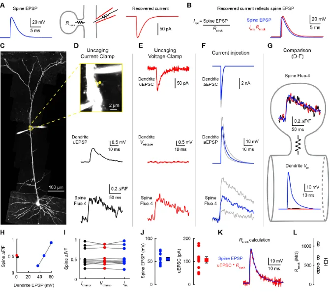 Figure 3. Measurement of spine voltage escape.  
