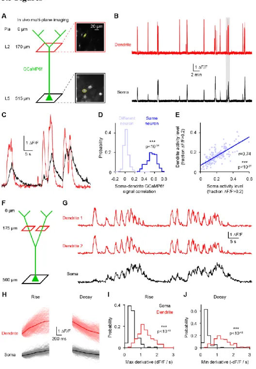 Figure 1. Dendritic GCaMP6f signals are widespread across the population and highly  correlated with somatic signals