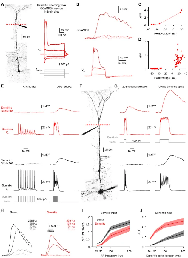 Figure 2. The majority of GCaMP6f transients are paired between corresponding somas  and dendrites
