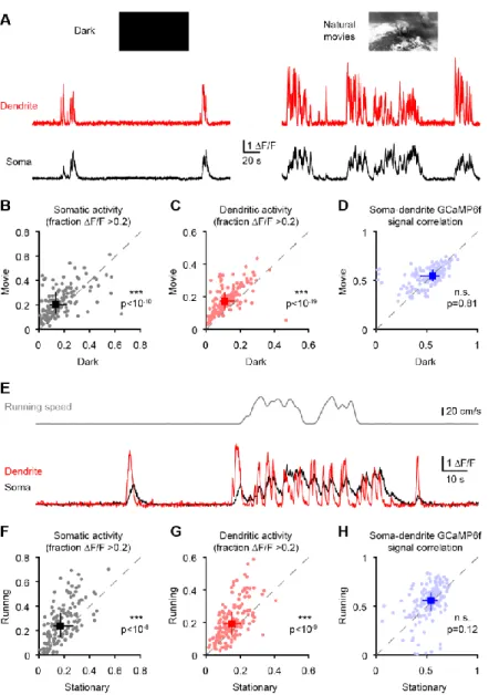 Figure 4. Somato-dendritic GCaMP6f correlations are conserved across activity levels and  unchanged by visual stimuli and locomotion