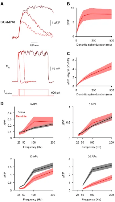 Figure S2. Additional ex vivo calibration of somatic and dendritic GCaMP6f signals,  related to Figure 3