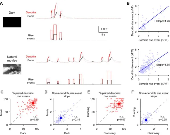 Figure S4. Visual stimuli and running do not change somato-dendritic GCaMP6f  correlation, related to Figure 4