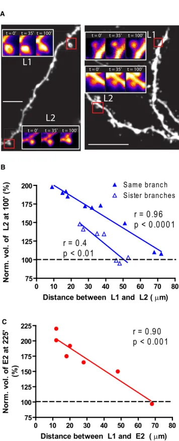 Figure 4. The Spatial Localization of STC Demonstrated the CPH (A) Left panel shows example of two spines stimulated on the same branch 50 mm apart (measured along the dendrite), whereas the right panel shows an example of two stimulated spines 48 mm apart