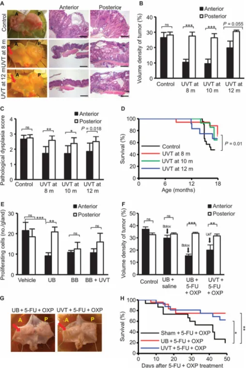 Fig. 2. Denervation attenuates gastric tumor progression in mice