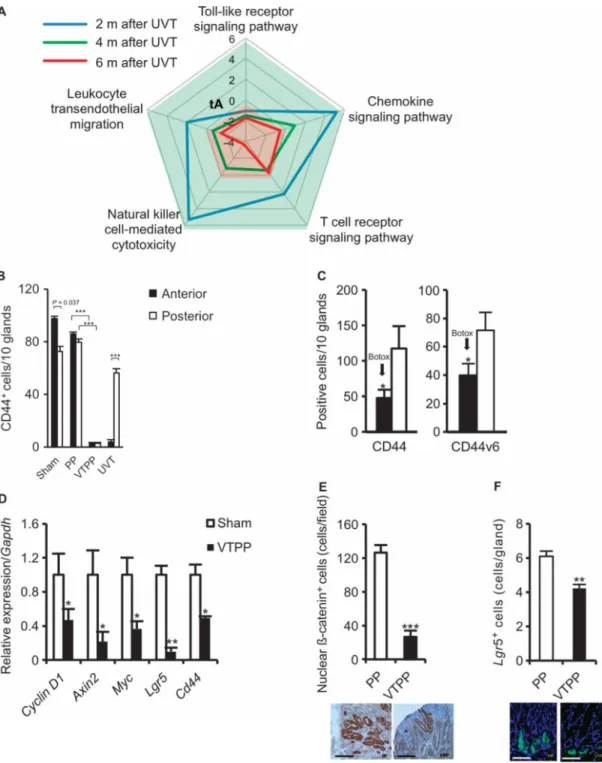 Fig. 4. Denervation alters inflammation-related signaling and suppresses stem cell expansion in  mouse models of gastric cancer