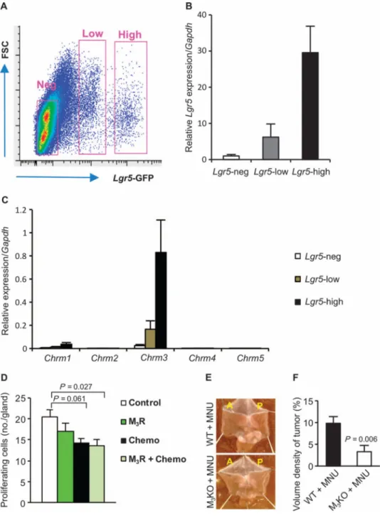 Fig. 5. M 3  receptor signaling in gastric stem cells regulates tumorigenesis in mouse models of  gastric cancer