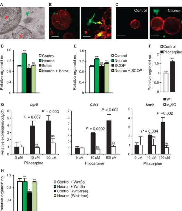 Fig. 6. Neurons activate Wnt signaling in gastric stem cells through the M 3  receptor